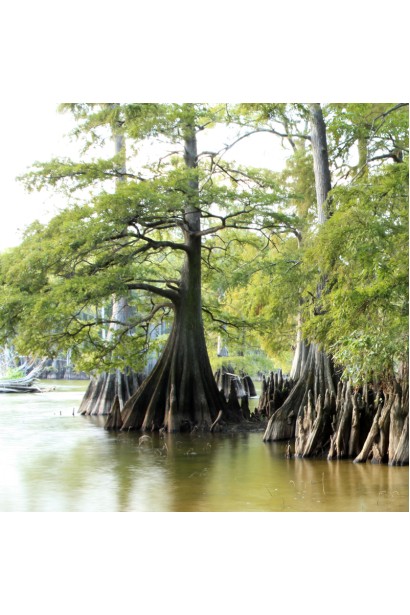 Кипарис болотяний фото